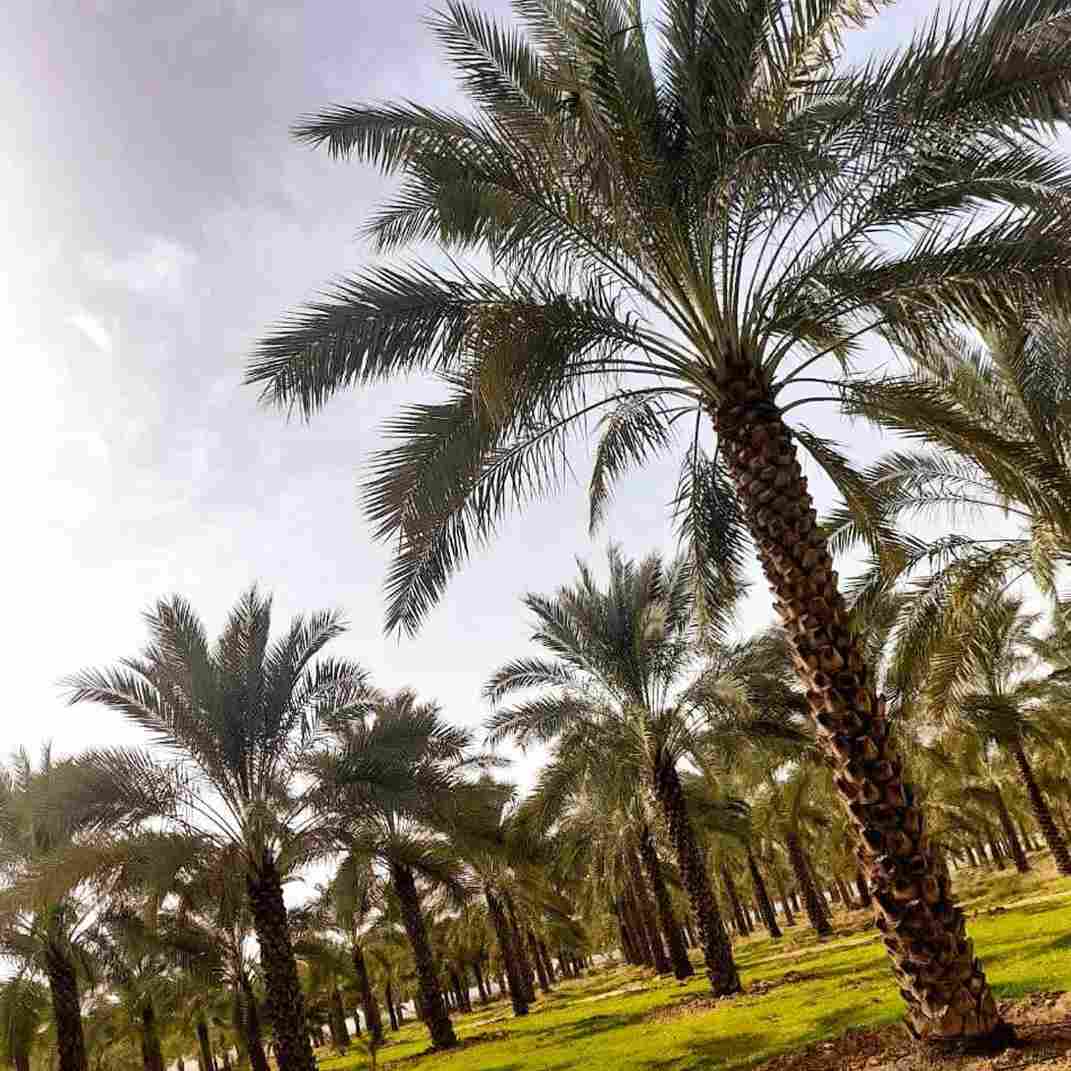 آهنگ جدید  روزگار غمت نصیب من شد درد و ماتمت نصیب من شد